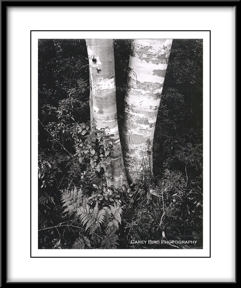 Tree Trunks, Minamurra NP, NSW, Australia 2008